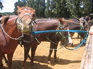 0422 horses.jpg